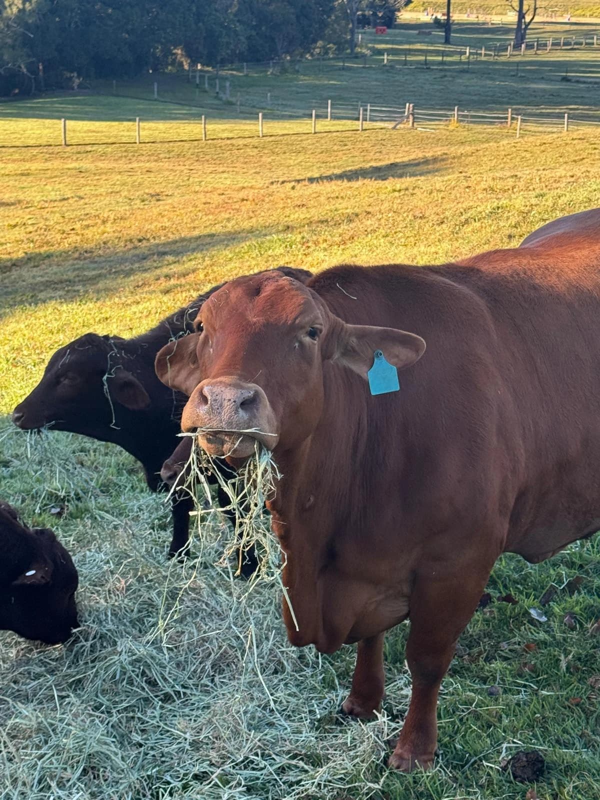 Cattle eating hay in a farm paddock.