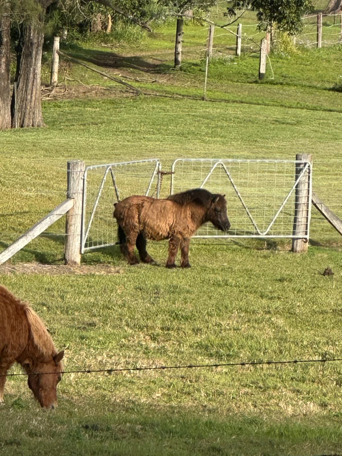 Small horses grazing in a fenced green paddock.