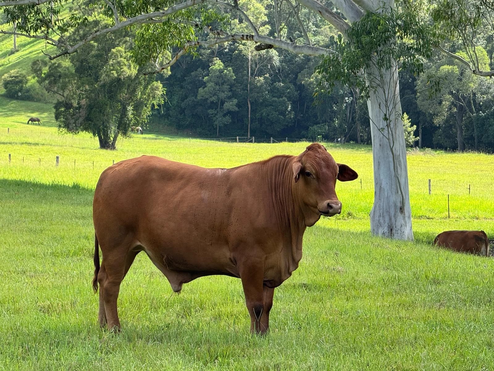 A brown bovine standing in a green paddock beneath trees.