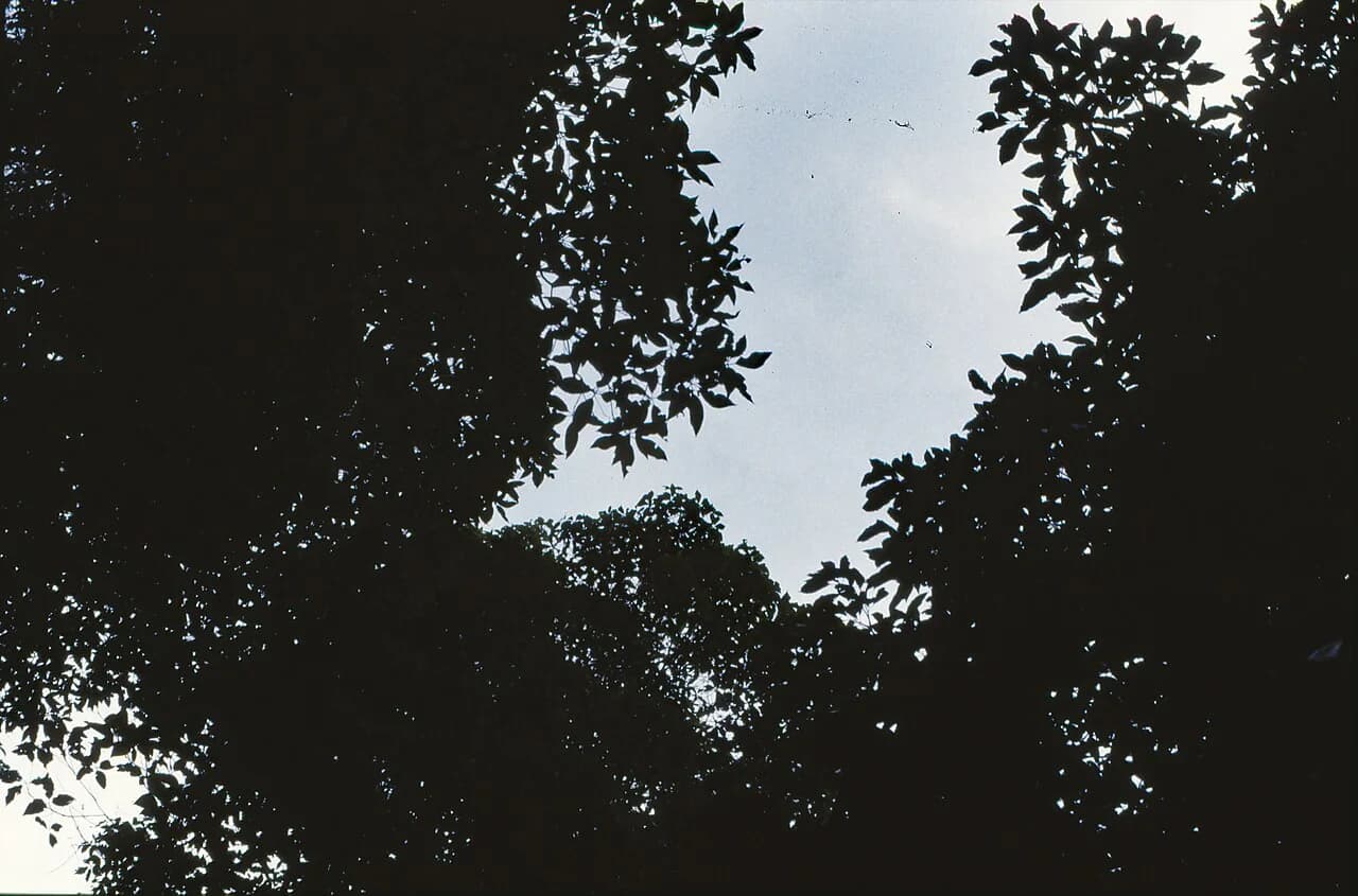 Looking up into the rainforest canopy at Maiala.