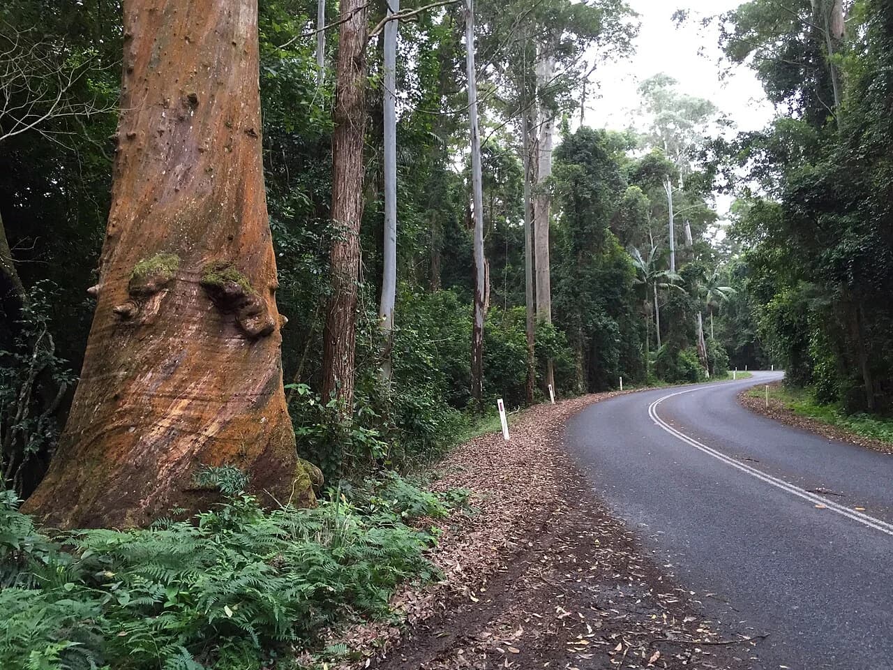 A winding forest road along the Mount Glorious ridge.