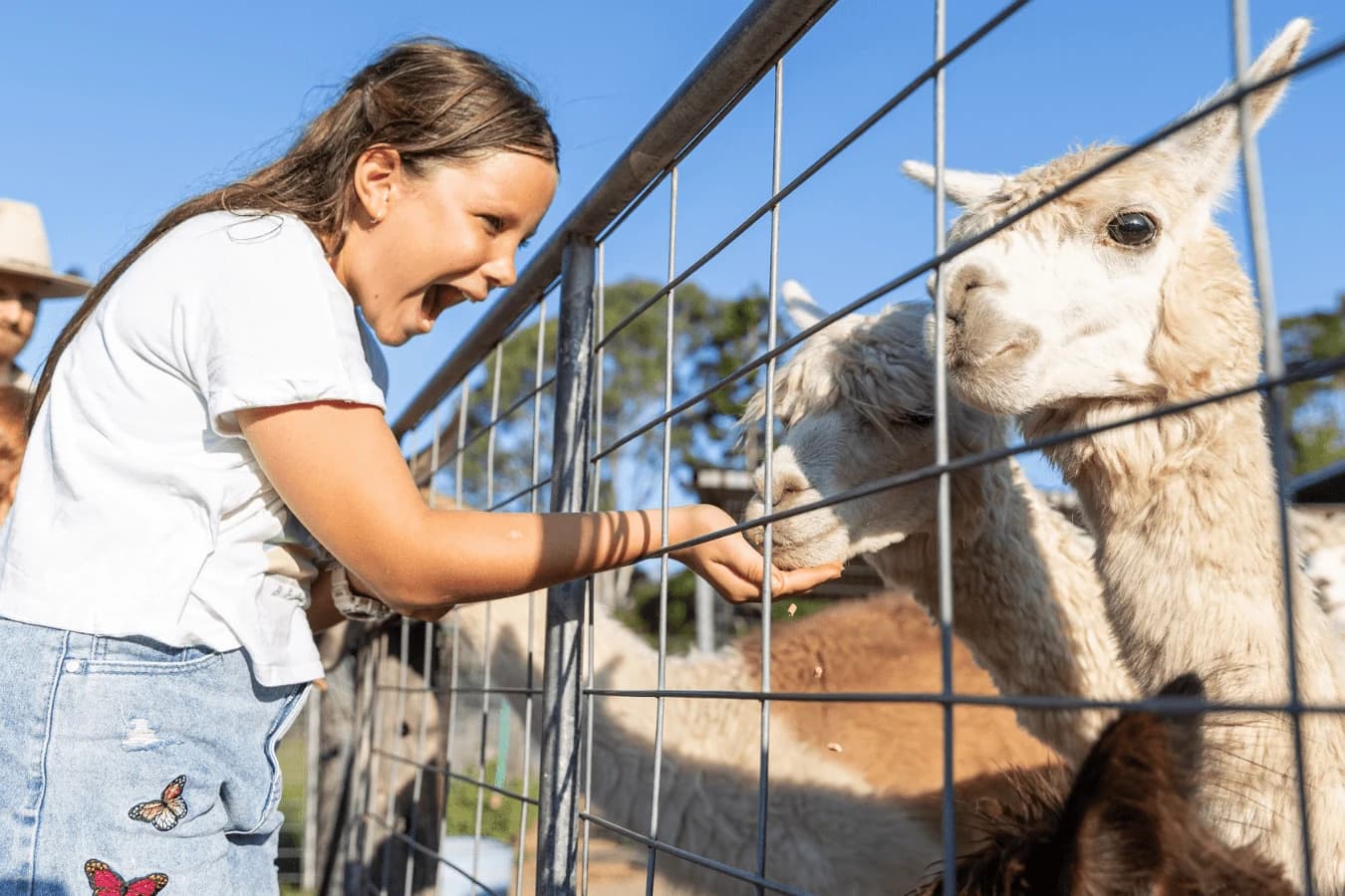 A child feeding alpacas through a fence at Trevena Glen Farm.